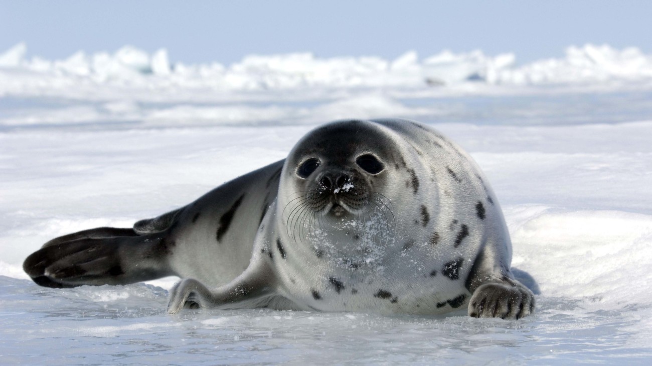 Seal